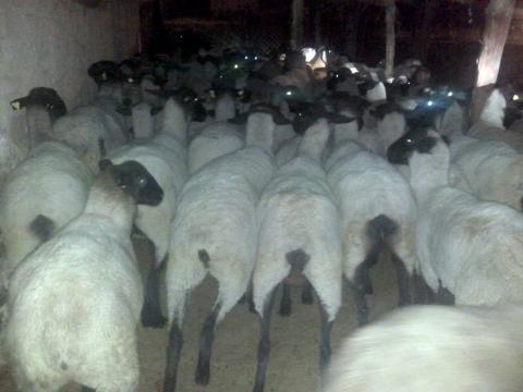 Captura y consigna Policía de Nanacamilpa a un sujeto por abigeato imagen 6