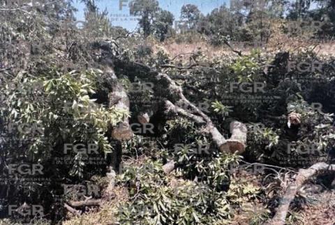 Detienen a cuatro personas con posesión de material forestal en La Malinche imagen 1