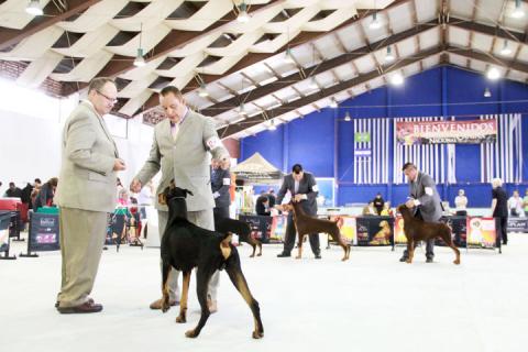 Más de 250 perros de distintas razas participan en la exposición de Apizaco imagen 2