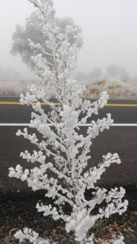 Nieve cubre árboles y matorrales de la zona oriente del estado imagen 4