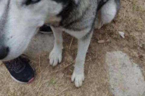 PROPAET presenta denuncia penal por presunto caso de maltrato animal en San Lucas Tecopilco