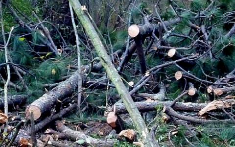 Tala ilegal y agricultura devoran a la Malintzi: Greenpeace imagen 4