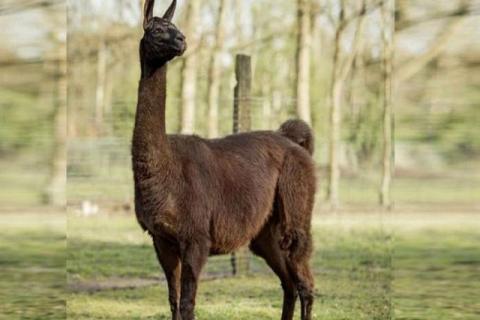 La esperanza en la cura del coronavirus recae en un animal llamado Winter
