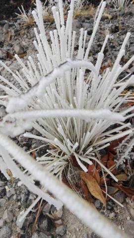Nieve cubre árboles y matorrales de la zona oriente del estado imagen 3