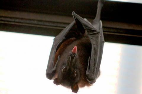 Atribuyen que la sopa de murciélago es la causante del coronavirus en China