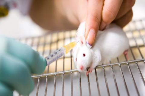 Científicos aprueban con éxito en ratones vacuna contra el coronavirus