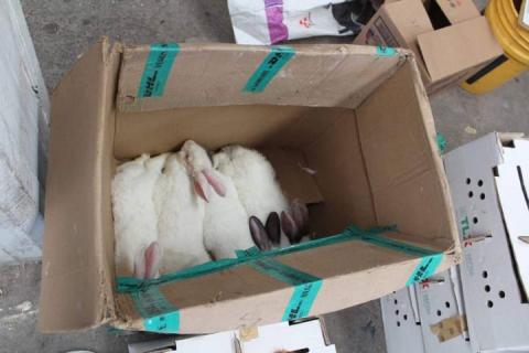 Con estos paquetes de animales de traspatio apoyamos la economía familiar: ESA imagen 4