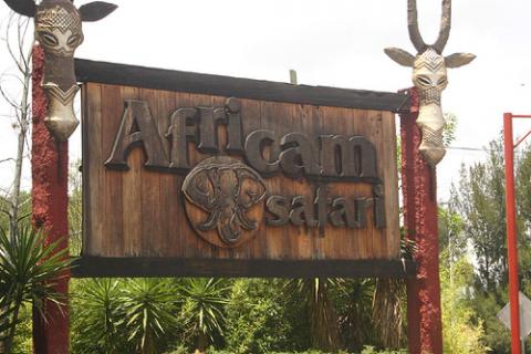 El zoológico Africam Safari de Puebla celebra 42 años de vida
