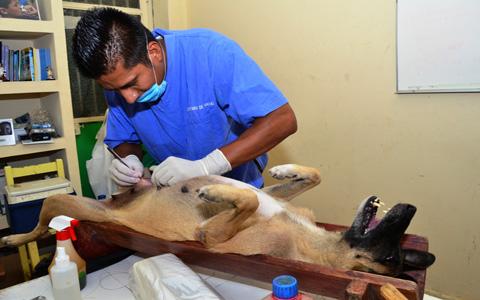 Ayuntamiento de Huamantla inicia campaña de esterilización para perros y gatos imagen 2
