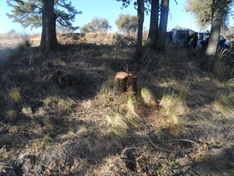 Arrestó SSPE a cuatro talamontes en Zitlaltépec imagen 3