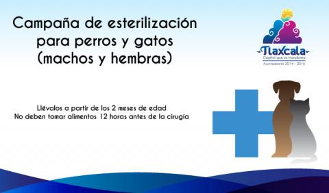 Recorrerá la capital, campaña de esterilización para perros y gatos
