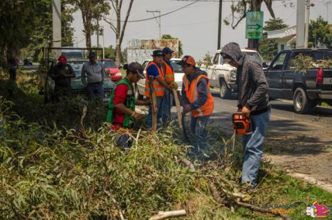 Se realiza derramamiento de árboles en Texoloc imagen 1