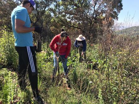 Ayuntamiento de Amaxac trabaja por la reforestación imagen 2