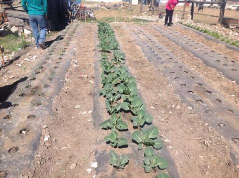 Rebasa expectativas en Calpulalpan implementación de “Huertos Familiares” imagen 5