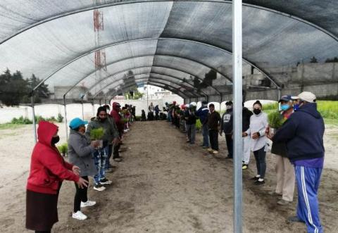 Entregan 600 mil árboles forestales de Sembrando Vida