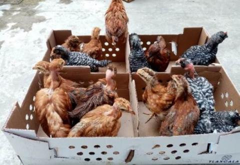 Estafa Sefoa a familias con aves de traspatio imagen 1