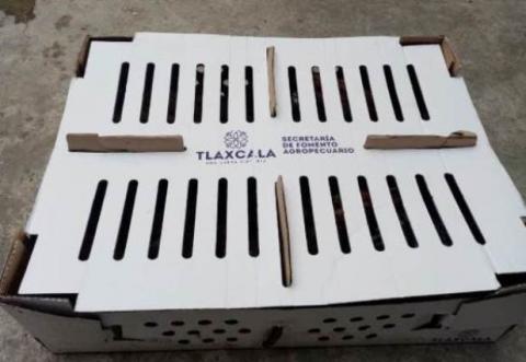 Estafa Sefoa a familias con aves de traspatio imagen 2
