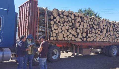 Asegura Profepa dos camiones cargados de madera
