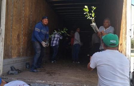 Proyectan reforestar las seis comunidades de Tetlatlahuca