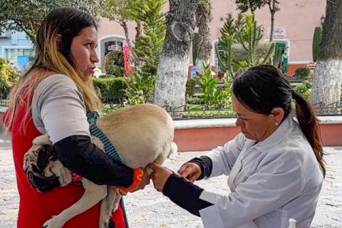 Mañana domingo iniciará en Huamantla jornada de vacunación antirrábica 2025