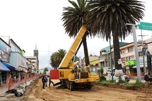 Retiran por seguridad palmera de la Cuauhtémoc en Apizaco