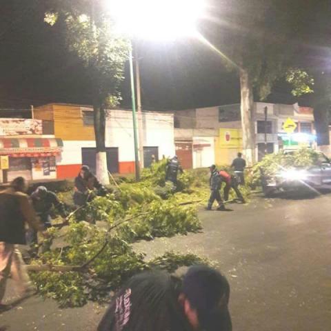 Miedo y arboles caidos provoca fuerte viente nocturno imagen 1