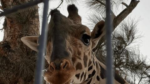 Zoológico del Altiplano no es lugar adecuado para jirafa Benito: PROFEPA