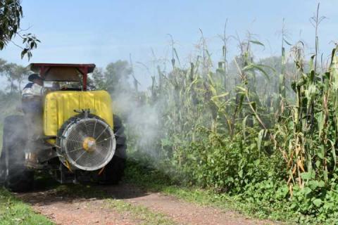 TOA fortalece el campo apoyando a fumigar 500 parcelas imagen 3