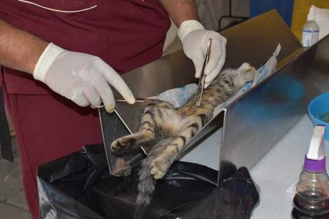 En Zacatelco ponen alto a la proliferación de perros y gatos con más de 300 esterilizaciones imagen 3