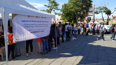 En Zacatelco ponen alto a la proliferación de perros y gatos con más de 300 esterilizaciones imagen 2