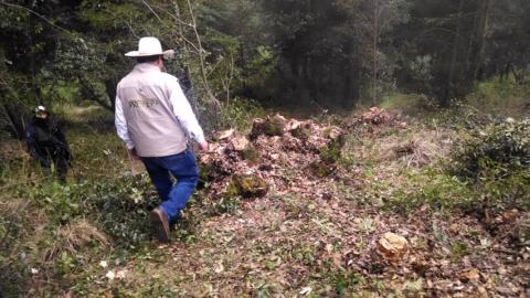 Remiten al MPF a presunto talamontes en el Parque Nacional La Malinche imagen 1