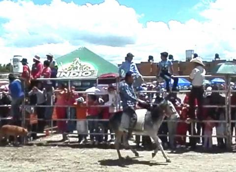 Emocionante carrera de burros en Huamantla imagen 2