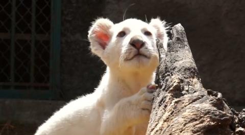 Tlaxcala en el escenario mundial por cachorro de león blanco