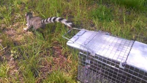 Libera Profepa 5 ejemplares de vida animal silvestre, en Tlaxcala imagen 2