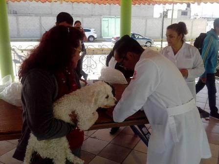 Rebasan meta en campaña de vacunación antirrábica en Apizaco