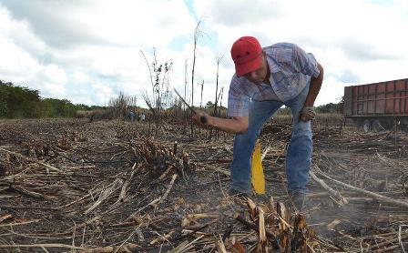Jóvenes ya no trabajan en el campo porque no es redituable