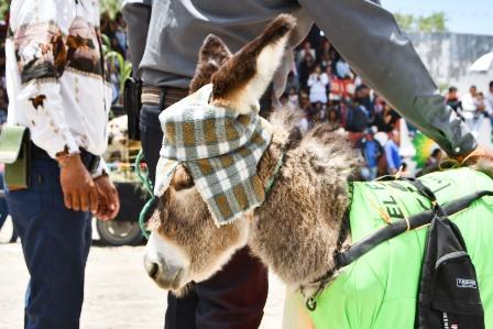 Carrera de burros en Huamantla logró una gran asistencia imagen 1