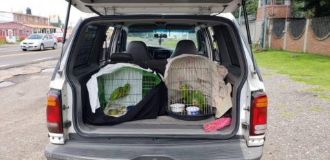 Rescatan nueve loros que transportaban sobre la carretera México-Cuernavaca imagen 2