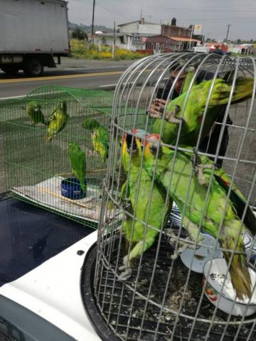 Rescatan nueve loros que transportaban sobre la carretera México-Cuernavaca imagen 1