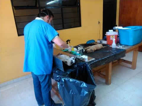 Arranca campaña de esterilización canina en Contla imagen 1