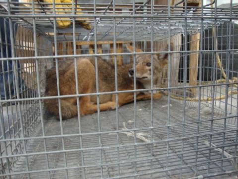 Recibe Profepa una lechuza y dos coyotes en Tlaxcala imagen 1