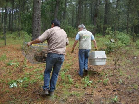 Recibe Profepa una lechuza y dos coyotes en Tlaxcala imagen 3
