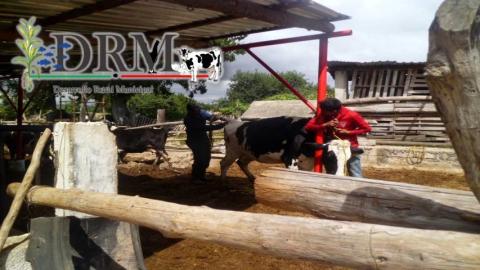 Realizan muestreo de sangre en Tequexquitla para detectección de patógenos imagen 11