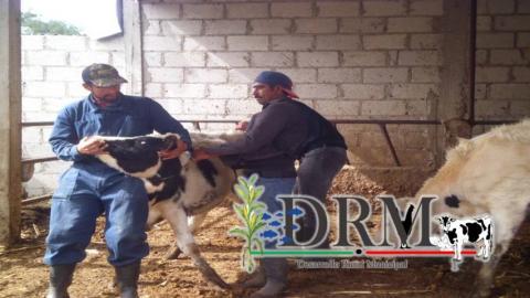 Realizan muestreo de sangre en Tequexquitla para detectección de patógenos imagen 6