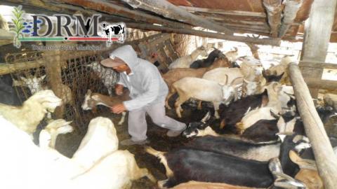 Realizan muestreo de sangre en Tequexquitla para detectección de patógenos imagen 9