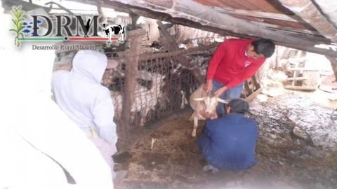Realizan muestreo de sangre en Tequexquitla para detectección de patógenos imagen 2