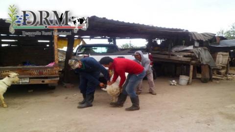 Realizan muestreo de sangre en Tequexquitla para detectección de patógenos imagen 1
