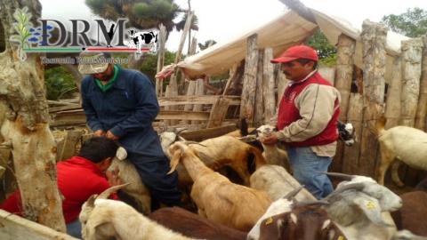 Realizan muestreo de sangre en Tequexquitla para detectección de patógenos imagen 10