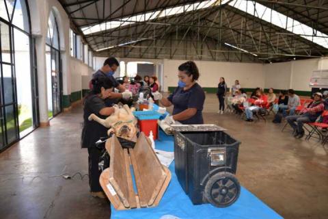Con la esterilización canina y felina evitamos la proliferación de animales: alcalde imagen 1