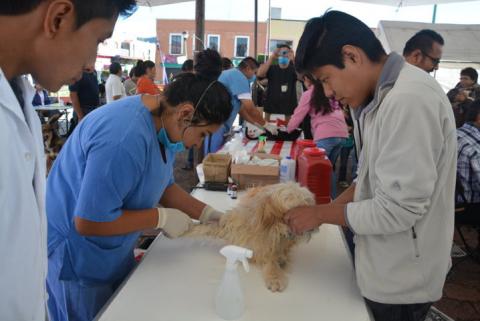 En marcha campaña gratuita de esterilización de mascotas
